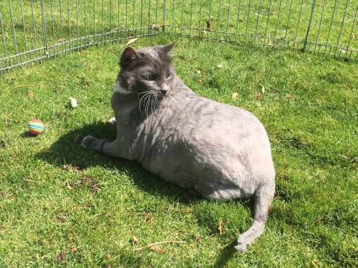 gato envuelto en bola de pelo