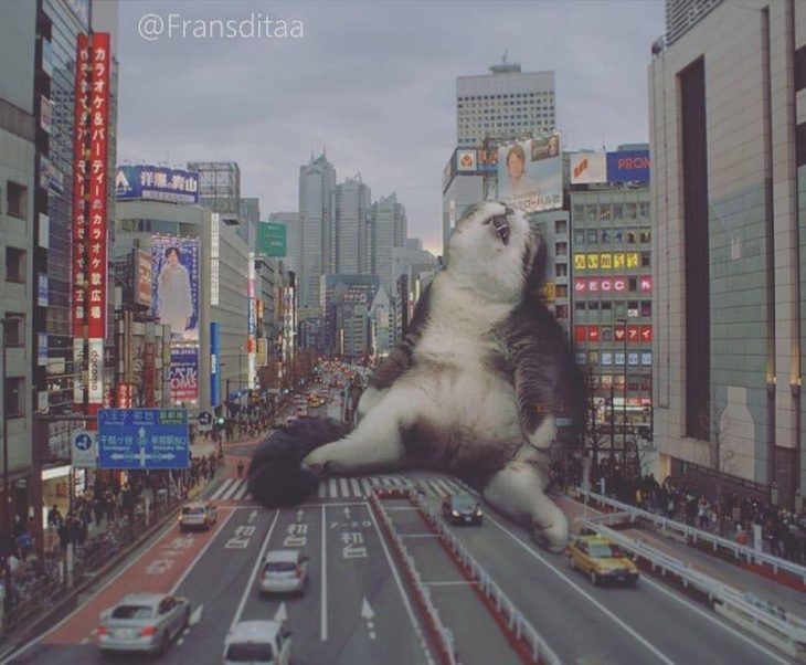 gatodzilla