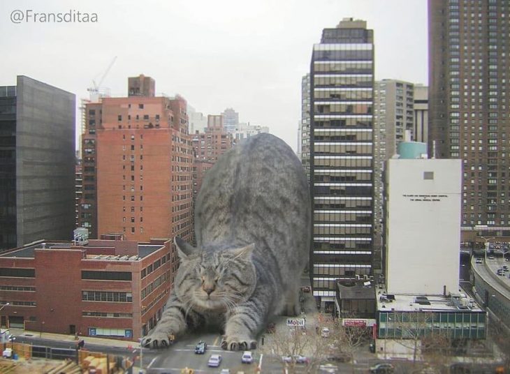 gatodzilla