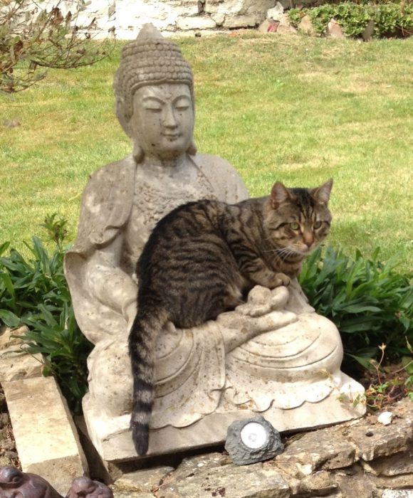 gatos adoran las esculturas