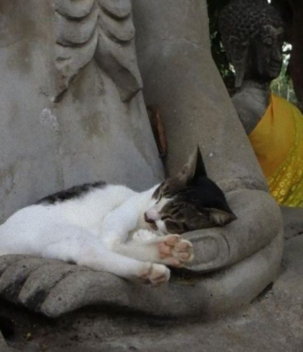 gatos adoran las esculturas