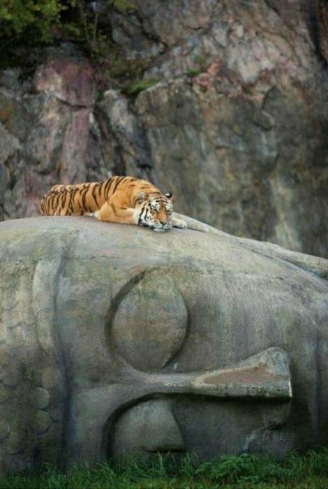 gatos adoran las esculturas