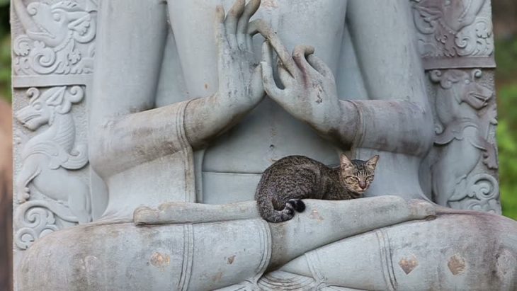 gatos adoran las esculturas