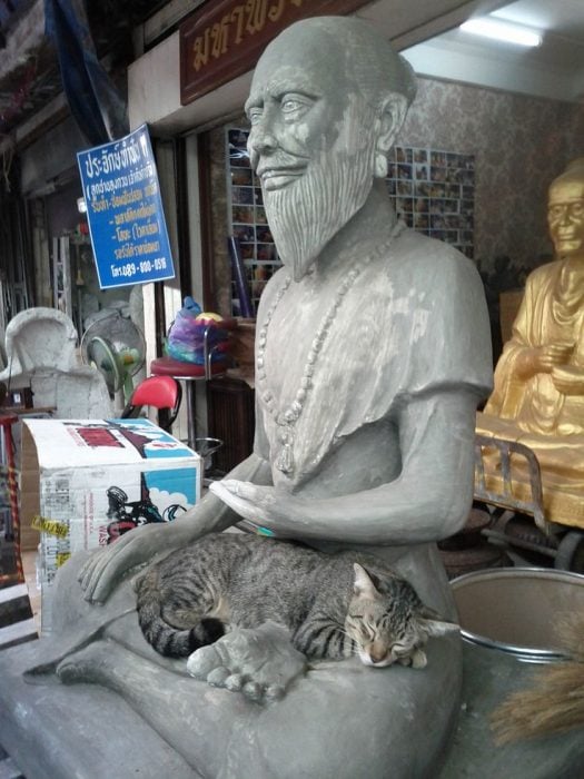 gatos adoran las esculturas