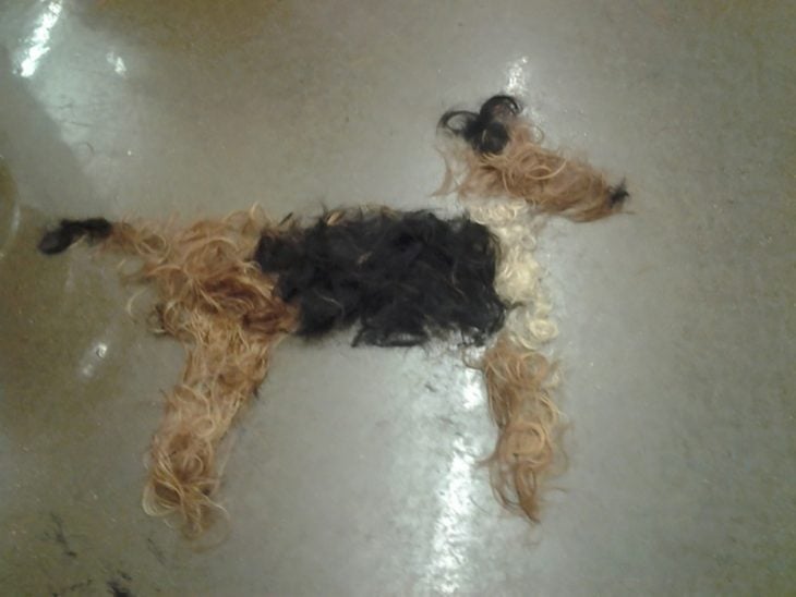 perrito de cabello cortado 