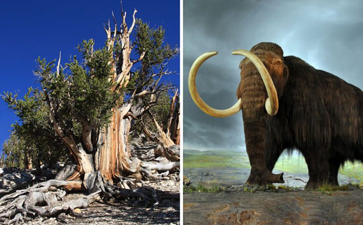 mamut y árbol 