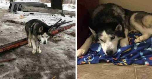 Cover Husky anciano y sordo pasó toda su vida encadenado hasta que encontró una familia amorosa