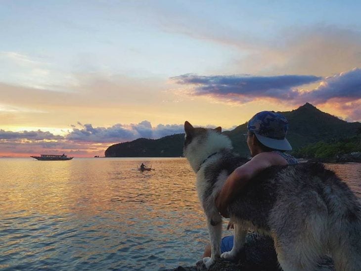 perrito husky muere