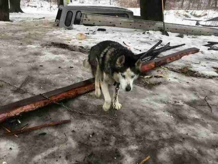 perrito husky viejito 