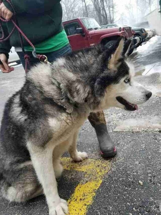 husky con correa 