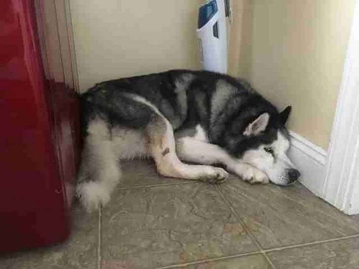 husky triste 