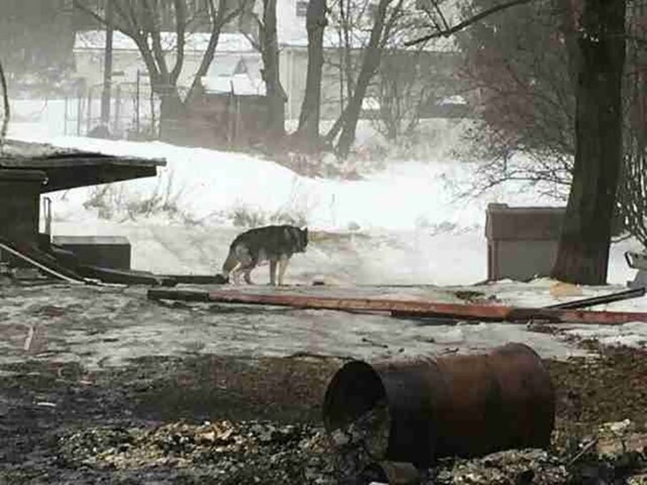 perrito en la nieve 