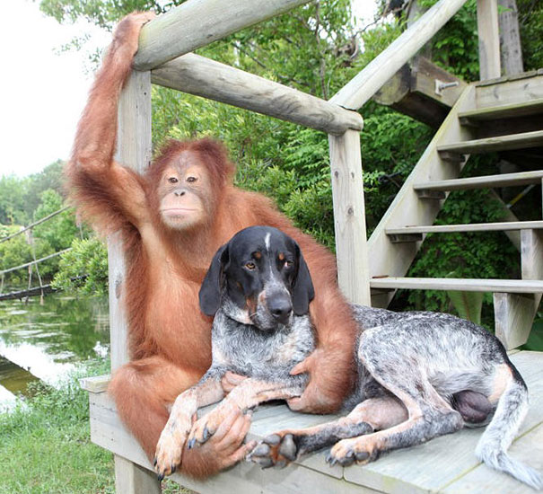 inusuales amistades entre los animales
