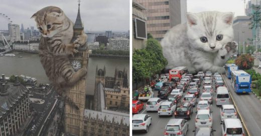 Cover Estos aterradores gatitos se apoderan de las calles de la ciudad con su lindura