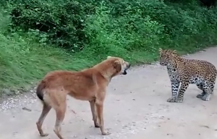 perro enfrenta felino