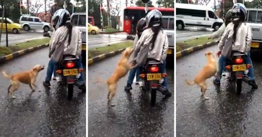 Cover Perrito suplica a sus dueños que no lo abandonen