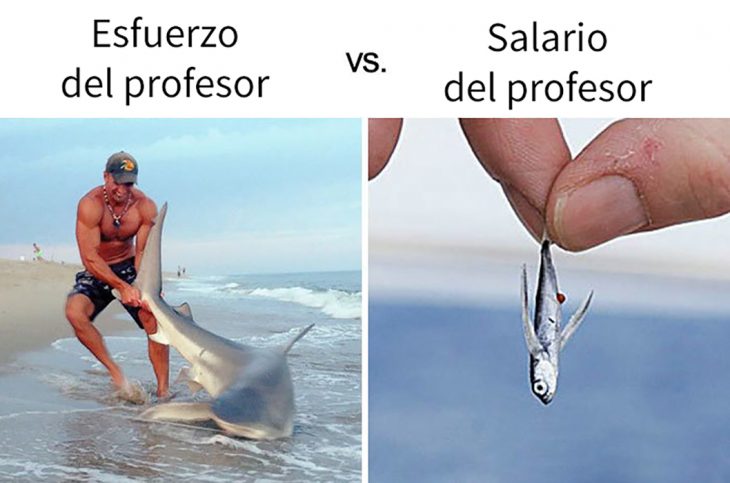 meme salario tiburón 