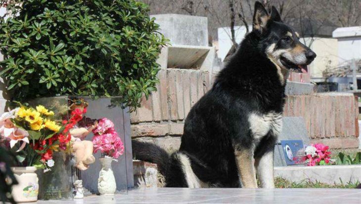 murió cuidando la tumba de su dueño