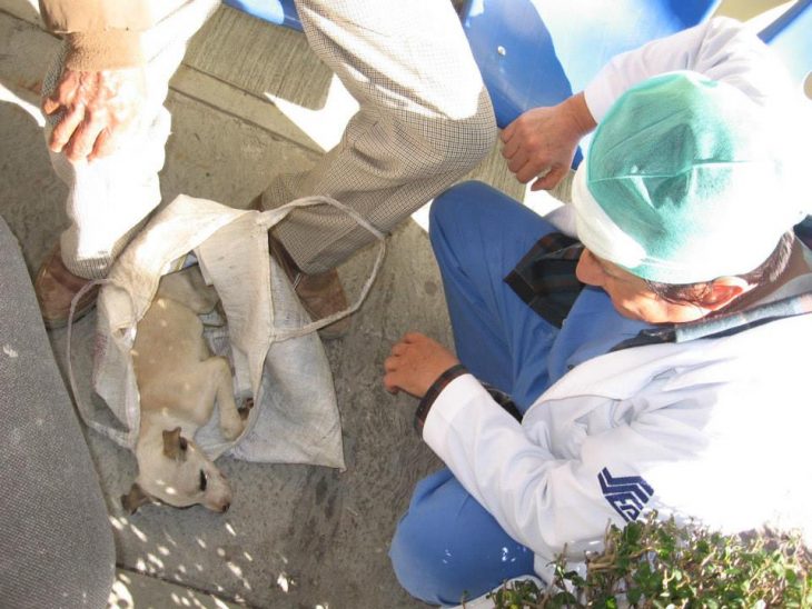 médicos salvan vida de un cachorro