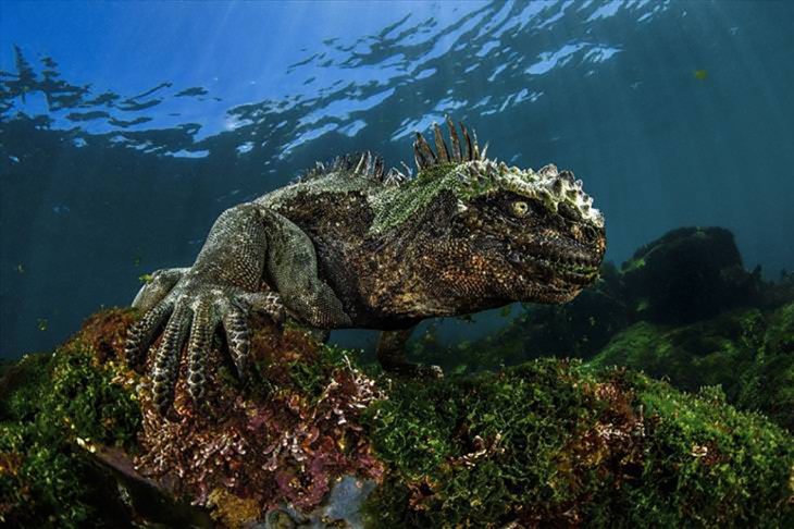 La iguana marina de las Galápagos