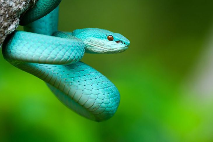 Serpiente de un color peculiar