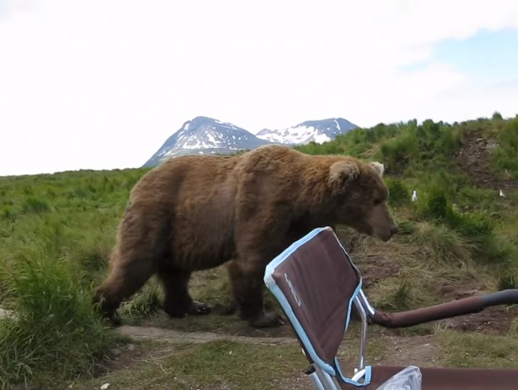 oso contempla el paisaje junto a fotógrafo