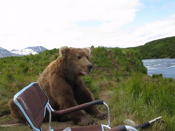 oso contempla el paisaje junto a fotógrafo