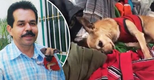 Cover Perrito tiene la reacción más conmovedora al sentir el olor de su difunto dueño en la ropa