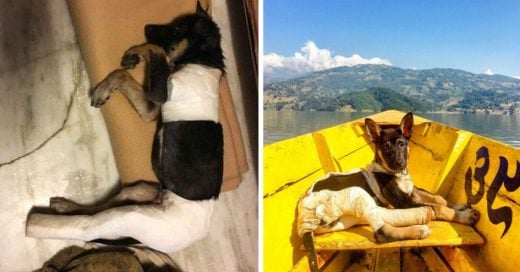 Cover Turista encuentra a un perrito gravemente herido y se lo lleva a viajar por el mundo