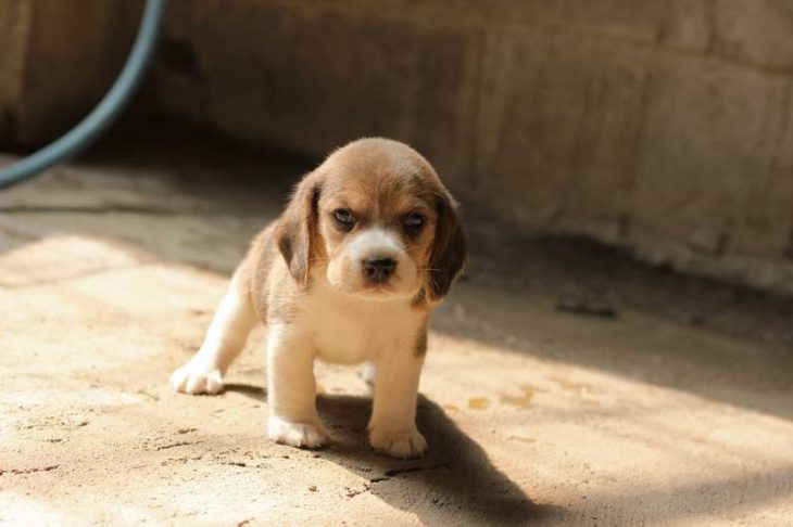 perritos enojados