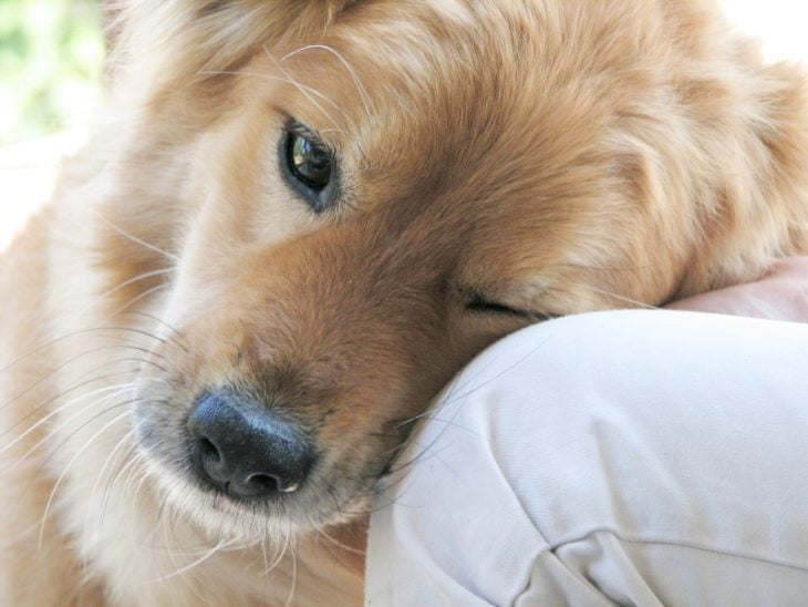 perritos super lindos