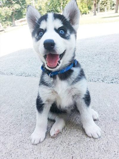 perritos super lindos