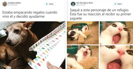 Cover Tuits que demuestran que la vida con animales es mejor