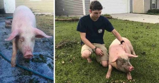 Cover Cerdo nadó durante el huracán Florence para salvar su vida y encontró un hogar