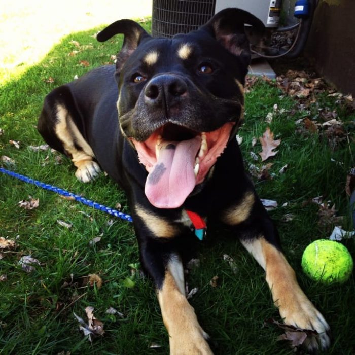 Pit bull y rottweiler = pitweiler