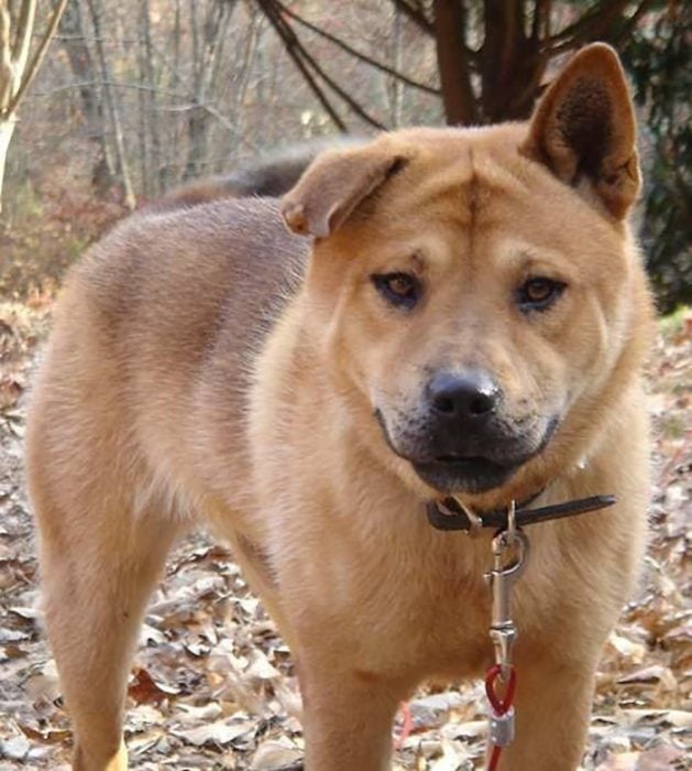 Pit bull y chow chow = bull chow