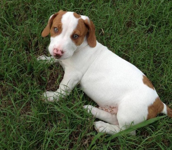 Pitbull y dachshund