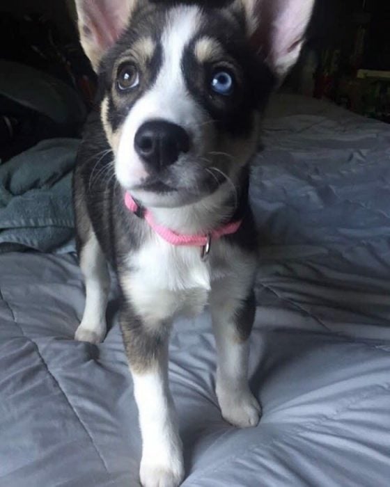 Pit bull y husky