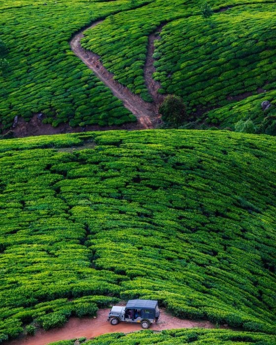 Plantaciones de té, India