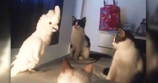 Cover Una cacatúa piensa que es un gato y así reaccionan sus hermanos gatunos