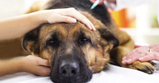 Cover Veterinario revela lo que hacen las mascotas minutos antes de morir