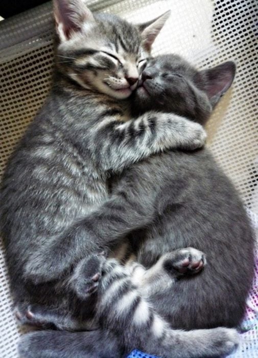 gatitos abrazados