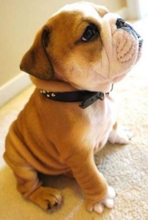 hermoso cachorro