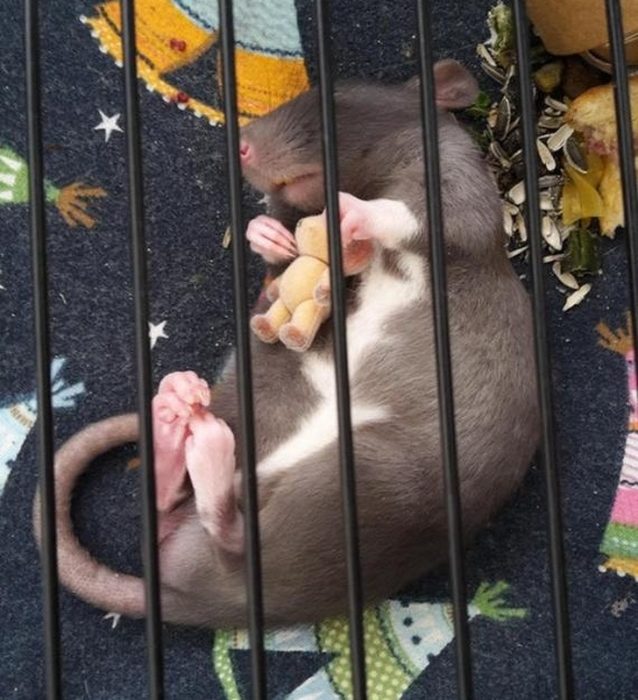 ratoncito abraza su peluche