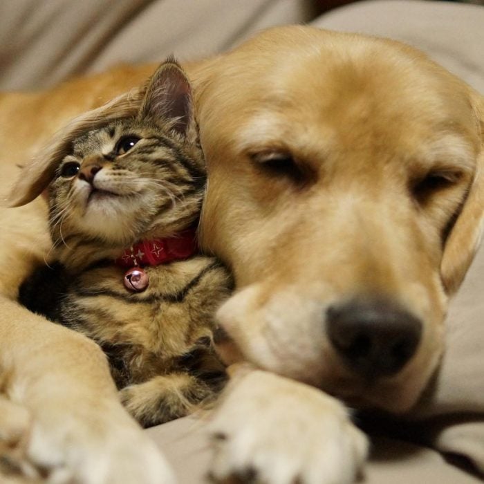 perro y gato mejores amigos