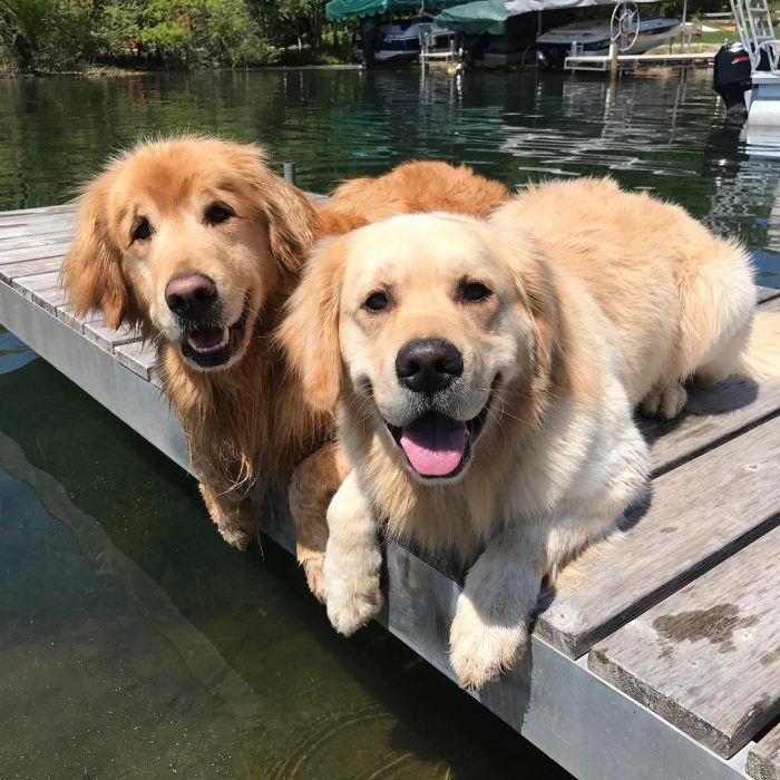 perritos felices