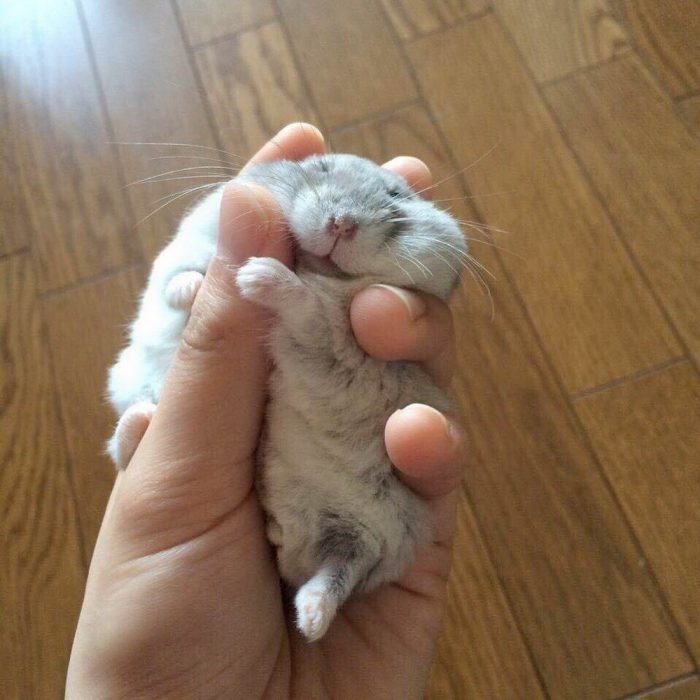 hamster abrazando un dedo