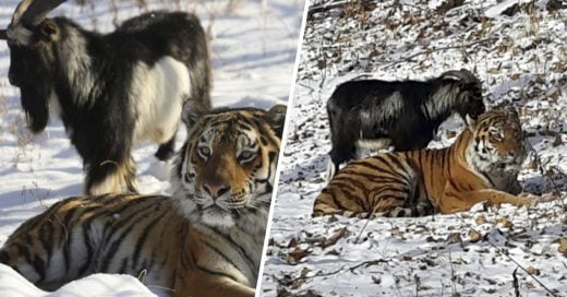 Cover Intentaron que un tigre se comiera a una cabra, en lugar de eso se hicieran amigos