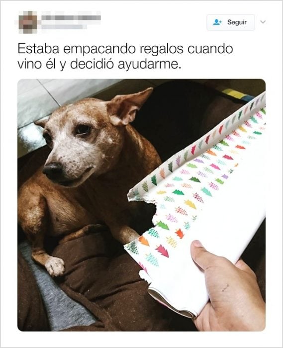 tuits demuestran que los animales son lo más cool