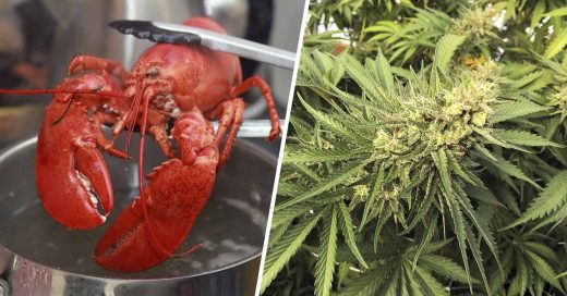 Cover En un restaurante de mariscos sedan con marihuana a sus langostas